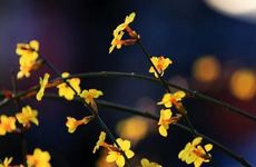 清明节前一天可以过生日吗