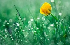 2024年谷雨种花生早吗 还可以种植玉米和红薯