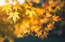 立秋节气的传统活动及传统美食