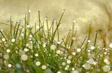 梦见富贵竹是什么意思