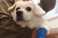 遇到冲太岁的年份如何化解 明年冲太岁怎么办