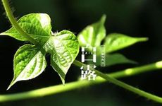 2022年白露是公历几月几号什么星座