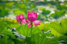 女性梦到蛇是什么意思周公解梦