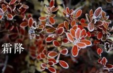 2024年霜降适合吃的食物