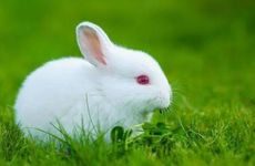 2023兔宝宝男孩起名字 2023年属兔男孩取什么名字好