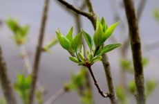 躲春需要躲多久 躲春需要躲多长时间