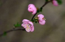 欧美国家有彩礼吗 外国人看中国彩礼