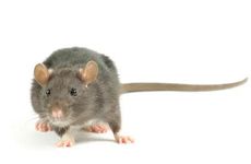 鼠头猪尾大富大贵 会旺千秋 命运分析