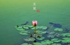 2024年立夏可以种什么菜 这几个菜一定少不了