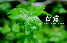 今年2024年白露是什么时候