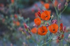 梦见与女友买电视怎么回事 梦见与女友买电视有什么预兆