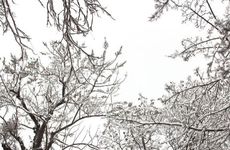 2022年小雪宜吃的养生食物 小雪节气养生知识