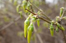 立春节气前不能理发还是立春后不能理发