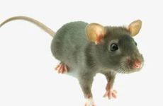 2022年属鼠人哪个方位可以发财