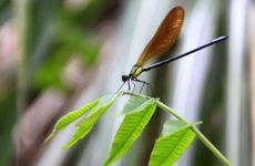 梦见骷髅怎么回事 梦见骷髅有什么预兆