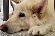 属狗2021适合带什么生肖能够旺财又平安