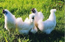 属鸡人2025年爱情运势