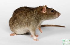 属鼠的2026年会顺利吗