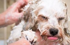 塔罗牌测试2023年你得到真爱的几率有多少