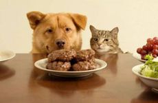 1982年的属狗人一生有几次劫难？ 1982年属狗人的一生命运