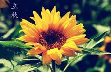 立秋是固定的日子吗？