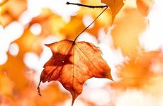 阜阳立秋吃什么 立秋时节为何要贴秋膘