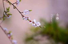 正月十五出生的女宝宝小名 兔宝宝有福气的乳名