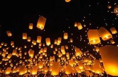 店里适合养什么植物招财 蓬莱松放店内财源滚滚