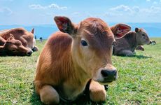 属牛人和谁在一起的时候最倒霉