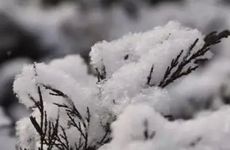 大雪节气吃什么蔬菜