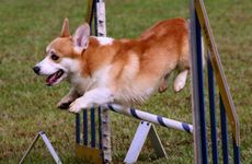 82年属狗人的灾难年份