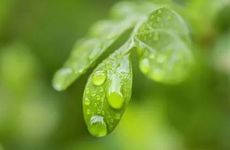 谷雨节气的到来意味着什么 气温升高降水量增多