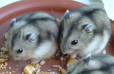 2022年九月生肖鼠犯烂桃花如何转运 情感纠纷易有矛盾