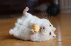 1984年属鼠人的子女缘如何