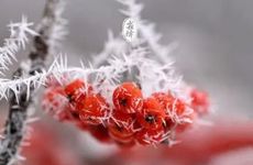 2023年霜降的问侯语 霜降问候语祝福语(三篇)