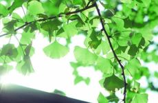 立秋后第几个庚日为末伏