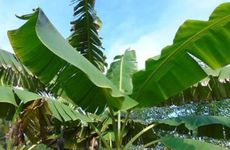 放什么在枕头不会做梦？ 防止晚上做梦的小妙招