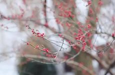 今年拜太岁 如何酬神“谢太岁”