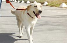 2023年属狗会有牢狱之灾吗 如何化解牢狱之灾