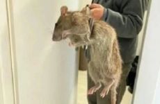 怎样让属鼠男生死心塌地喜欢你