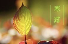 寒露节气的含义是什么（最新）