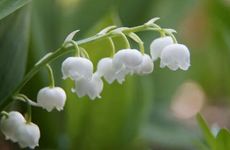 家里最旺财旺宅的几种植物首选是哪种