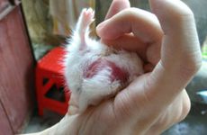 2024年属鼠哪个月有牢狱之灾 2024年属鼠人如何化解牢狱之灾