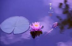 宁波夏至吃什么传统食物 宁波夏至必吃美食有哪些