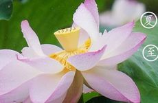 夏至这天出生的属兔人好吗?夏天生的兔