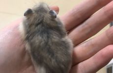 1972年属鼠的命中有二婚吗