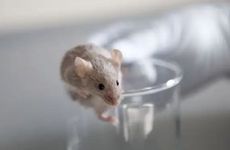 1984年属鼠人今年的桃花劫是谁2026