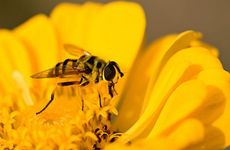 2024立春后一天上坟行吗 立春上坟要注意什么