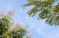 2023年秋老虎是几月几号？秋老虎温度多高？