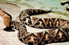 2026年属蛇人终于转运了